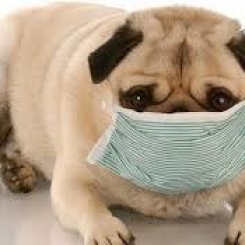 Bệnh hô hấp ở chó