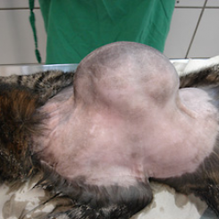 Bệnh ung thư ở mèo | Phòng khám thú y Procare