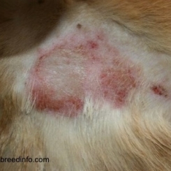Bệnh viêm da ở chó | Phòng khám thú y Procare