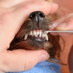 Cạo vôi răng cho chó
