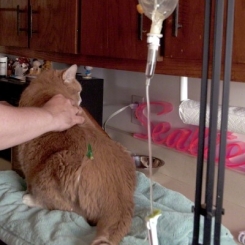 Thông tiểu cho chó mèo | Phòng khám thú y Procare
