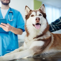 Bác sĩ thú y tại nhà | Phòng khám thú y Procare
