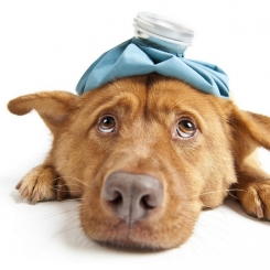 Các bệnh nguy hiểm ma chó có thể mắc phải | Phòng khám thú y Procare