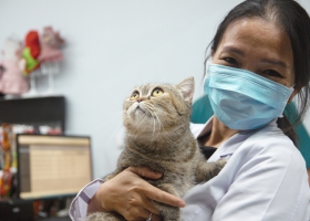 Bệnh Toxoplasmosis Loại Bệnh Có Thể Lây Từ Mèo Sang Người